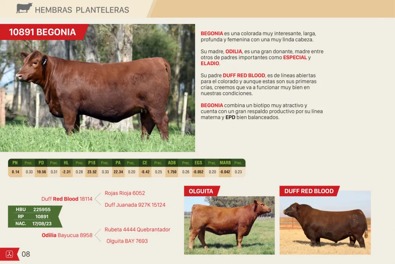 Imagen 8